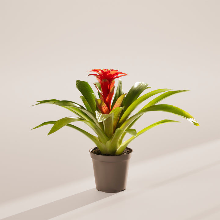 bromeliad snake plant Bromeliad Guzmania | Bromeliads for Sale