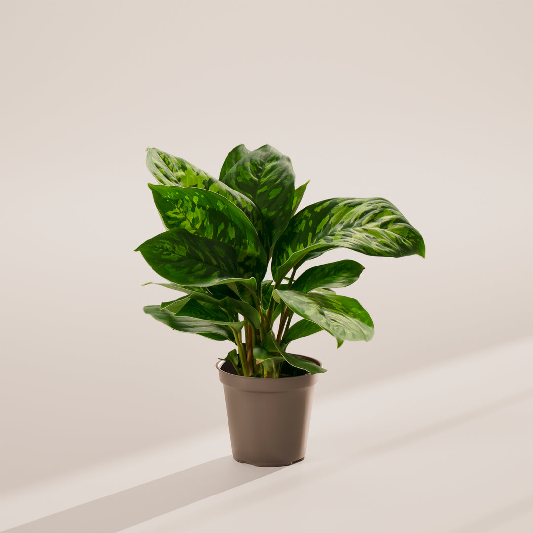 Homalomena 'Camouflage'