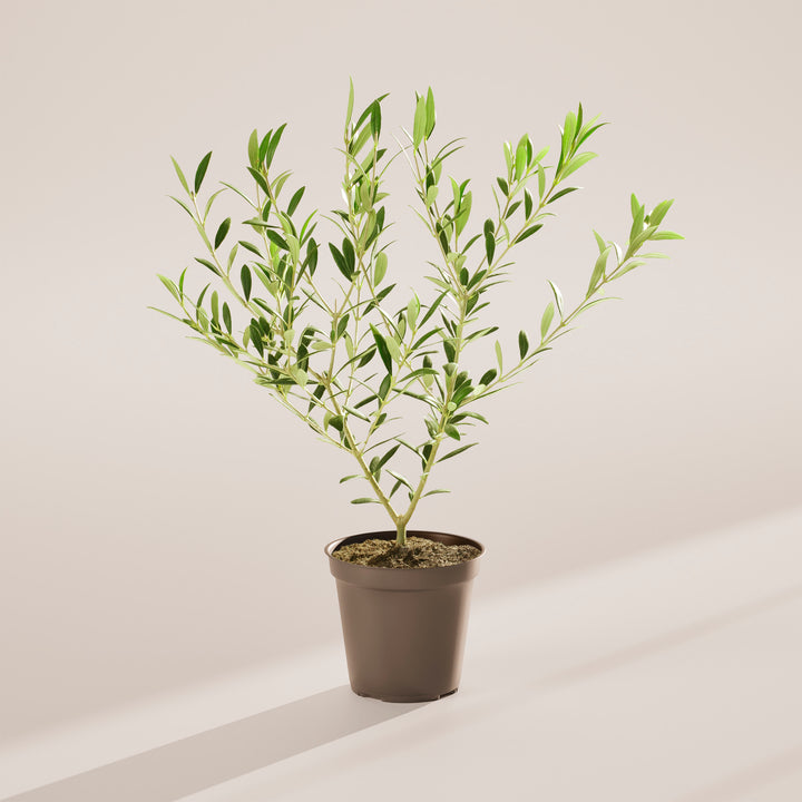 Indoor Olive Tree