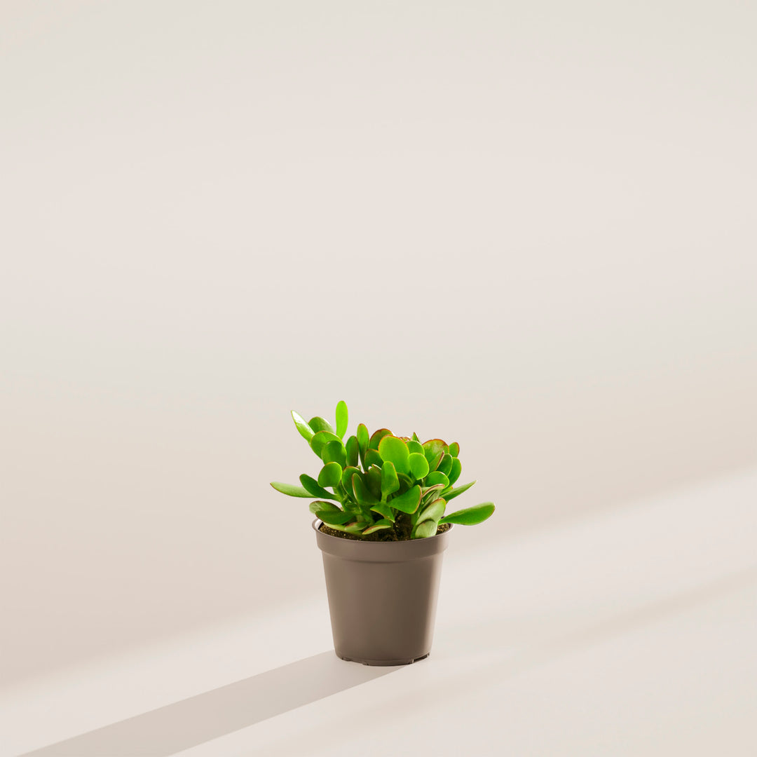 jade plant pet friendly Jade Plant