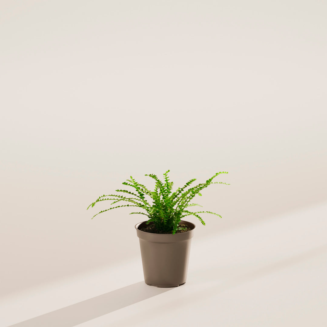 small indoor fern plants Lemon Button Fern For Sale | Care Guide & Growing Tips