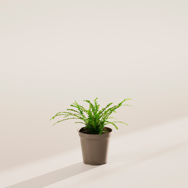 indoor small fern plant Lemon Button Fern For Sale | Care Guide & Growing Tips