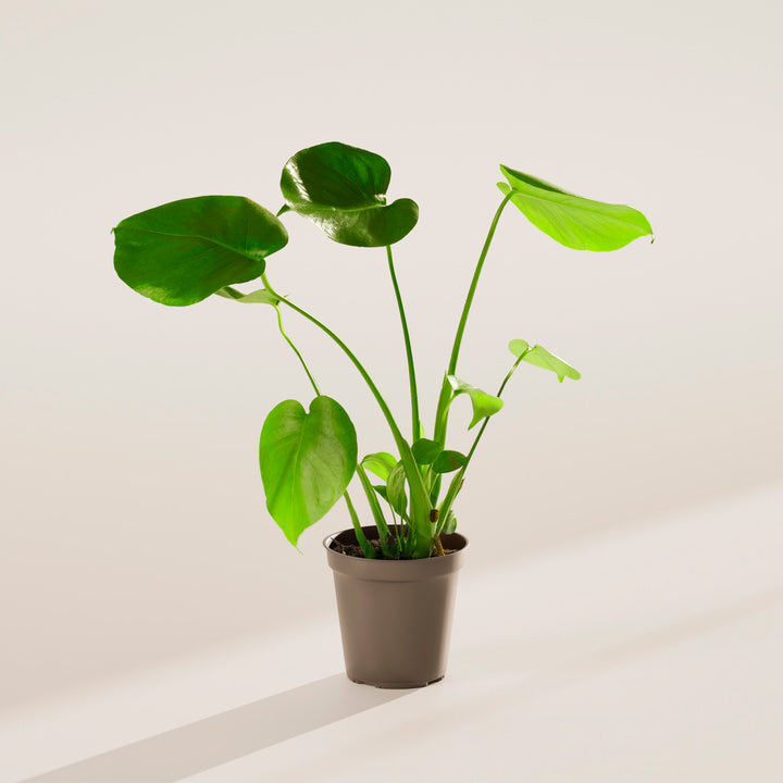 how much water do split leaf philodendron need Monstera Deliciosa (Split Leaf Philodendron)