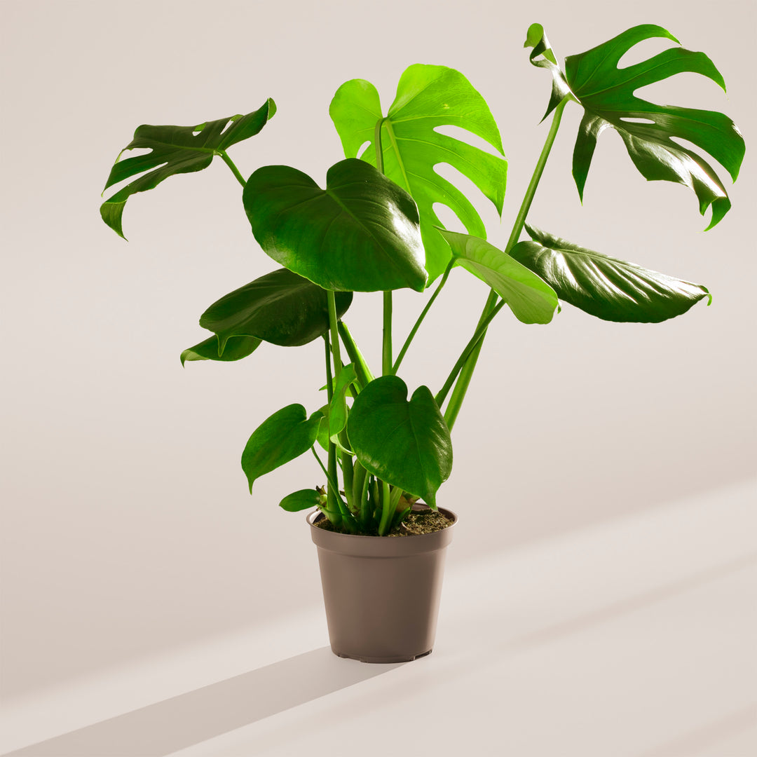 transplanting split leaf philodendron Monstera Deliciosa (Split Leaf Philodendron)