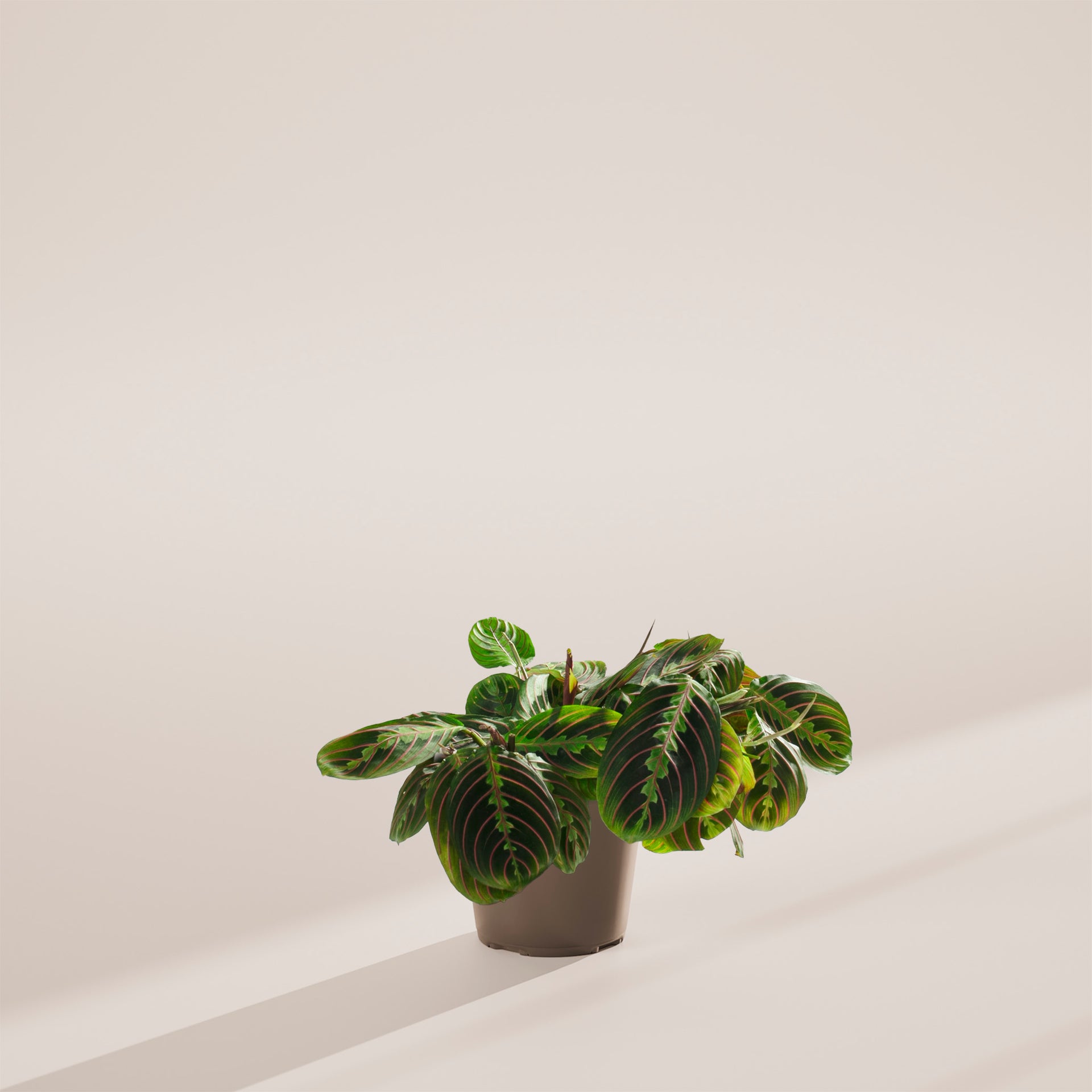 revive prayer plant Red Maranta | Prayer Plants