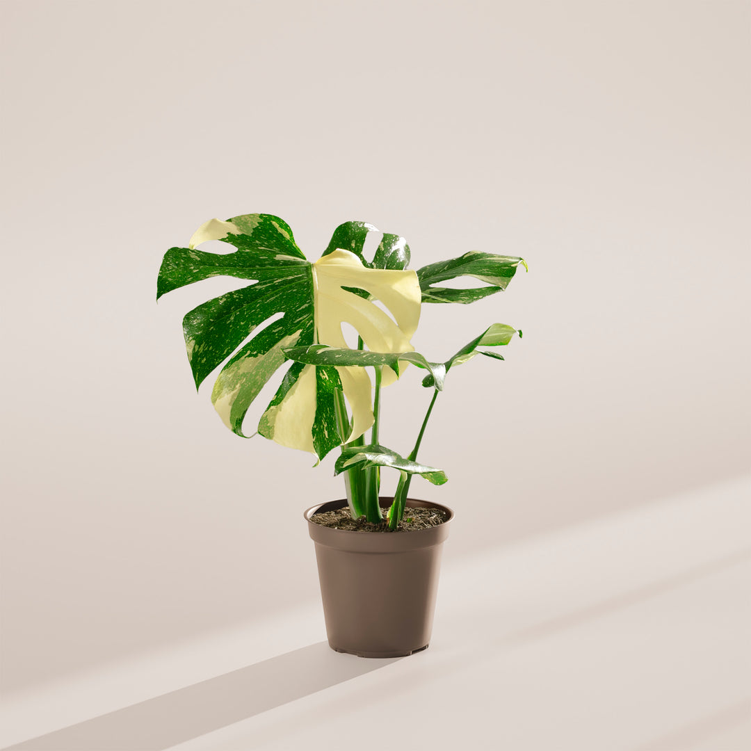 4 monstera thai constellation Thai Monstera Constellation | Including Care Guide
