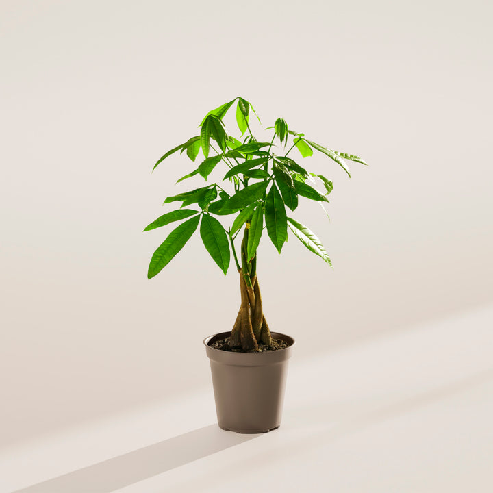 federal way money tree Money Tree Plant