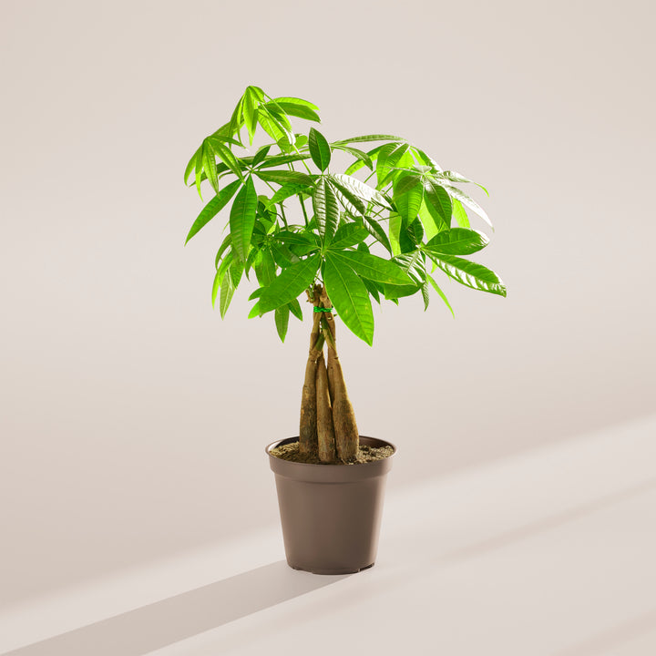 potting soil for money tree Money Tree | Indoor Plants