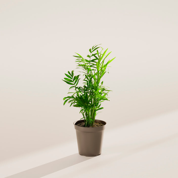 potted parlor palm Neanthe Bella Palm (Parlor Palm) | Palm Trees