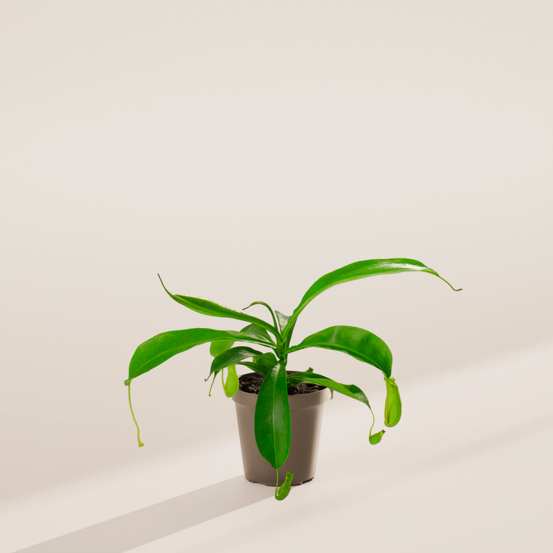 Pitcher Plant