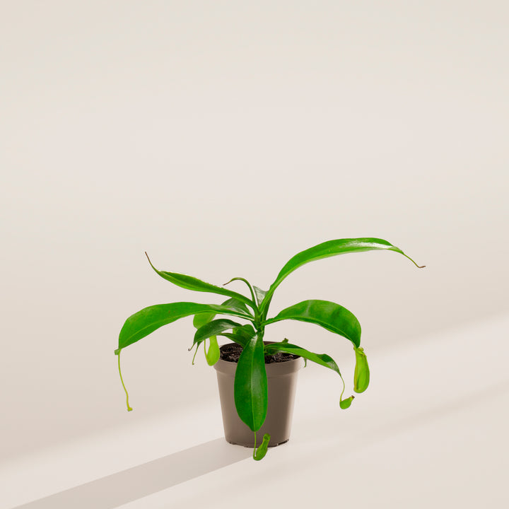 Pitcher Plant