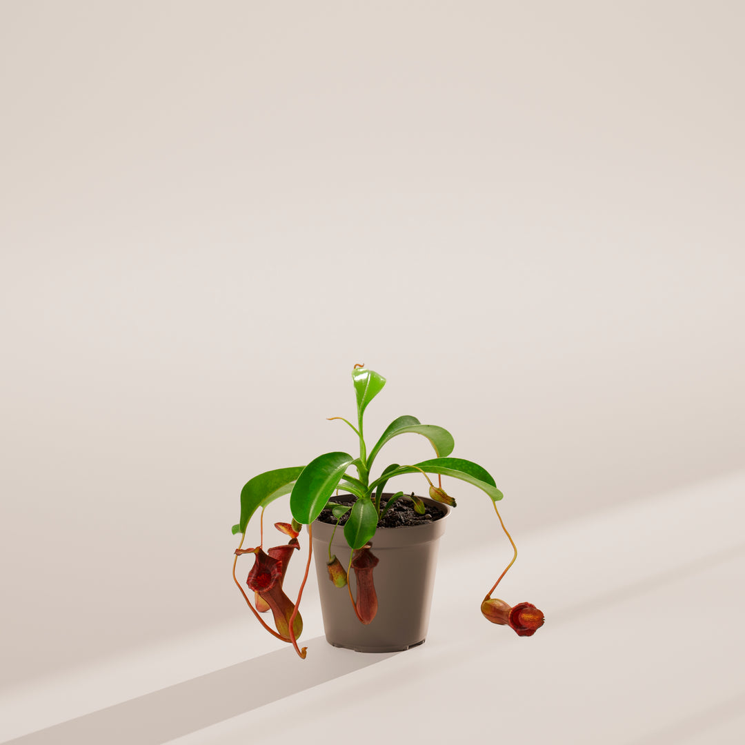 Pitcher Plant