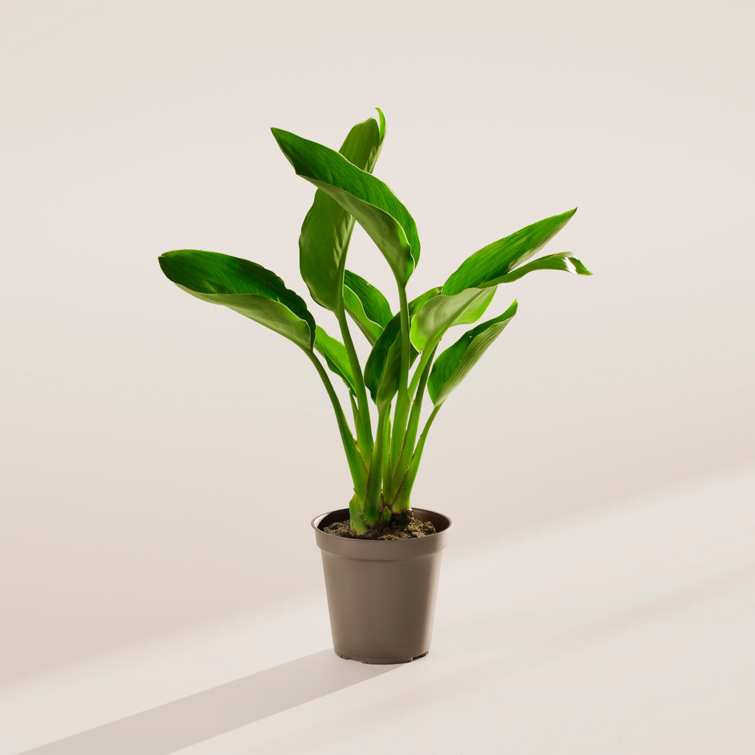 orange bird of paradise indoor plant Orange Bird of Paradise For Sale Including Care Guide Extra Large / Baskets / Light