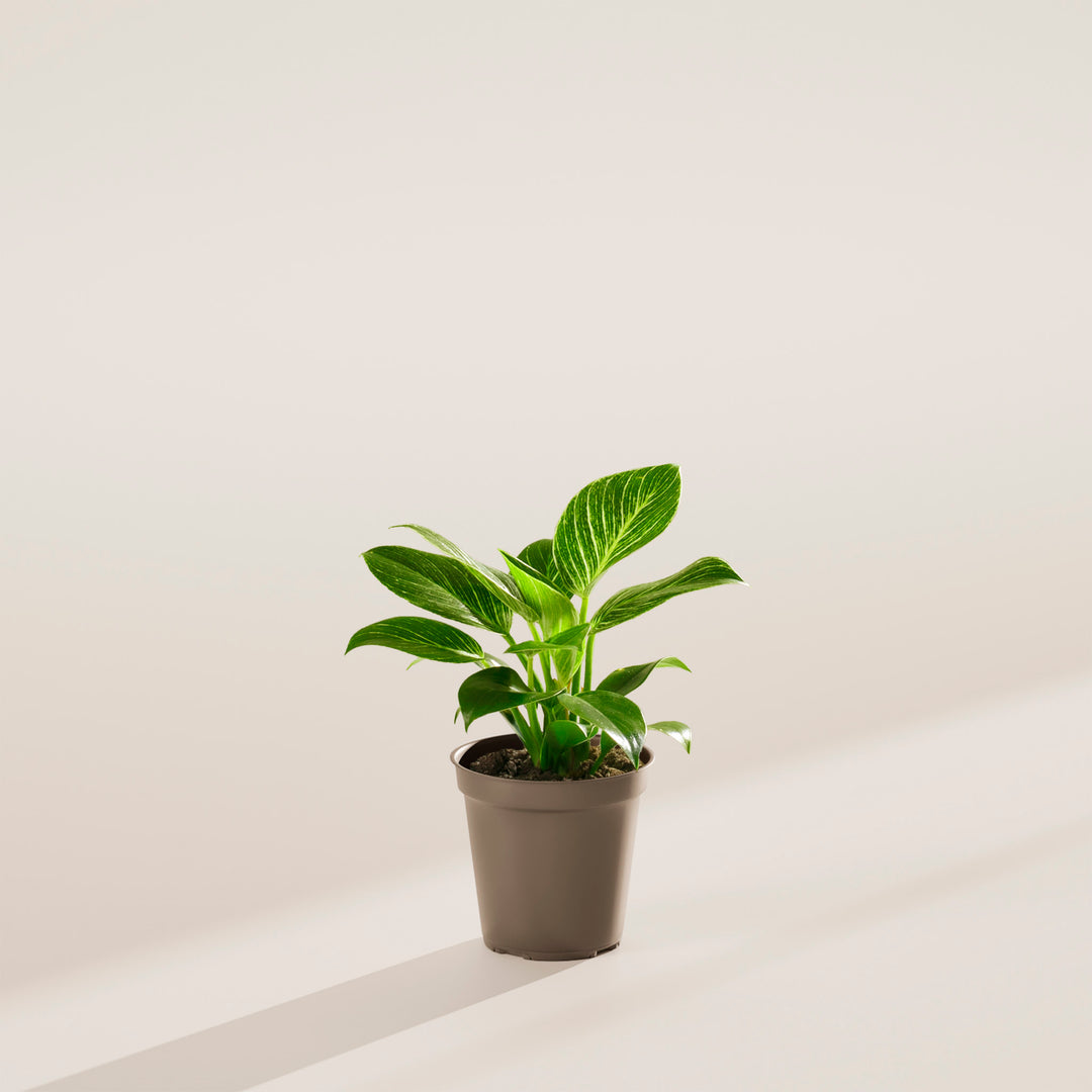 philodendron green birkin Philodendron Birkin | Indoor Plants