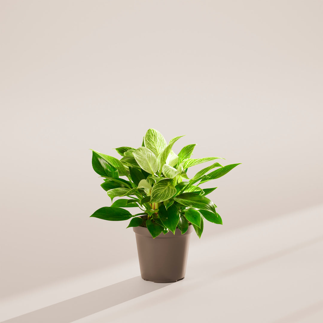 philodendron birkin pet friendly Philodendron Birkin | Indoor Plants