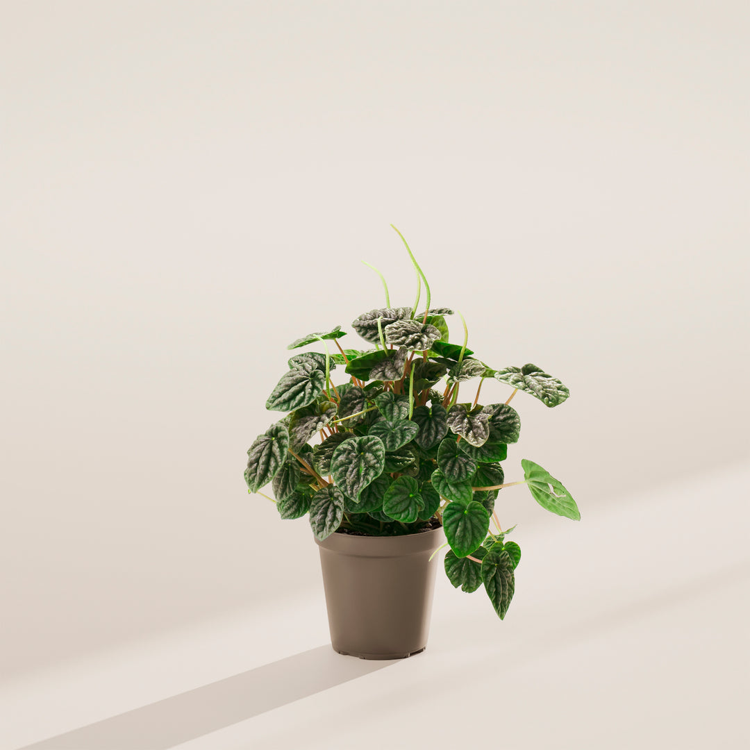 Peperomia Luna Grey