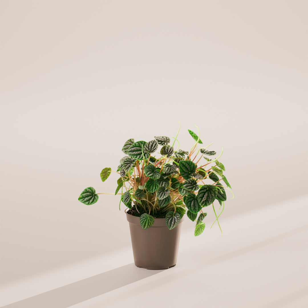Peperomia Luna Grey