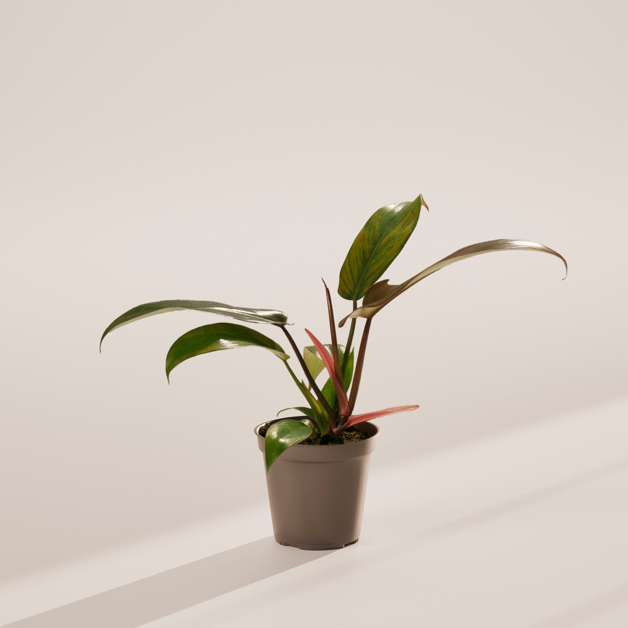 philodendron florida bronze Philodendron Florida Bronze | Rare Plants