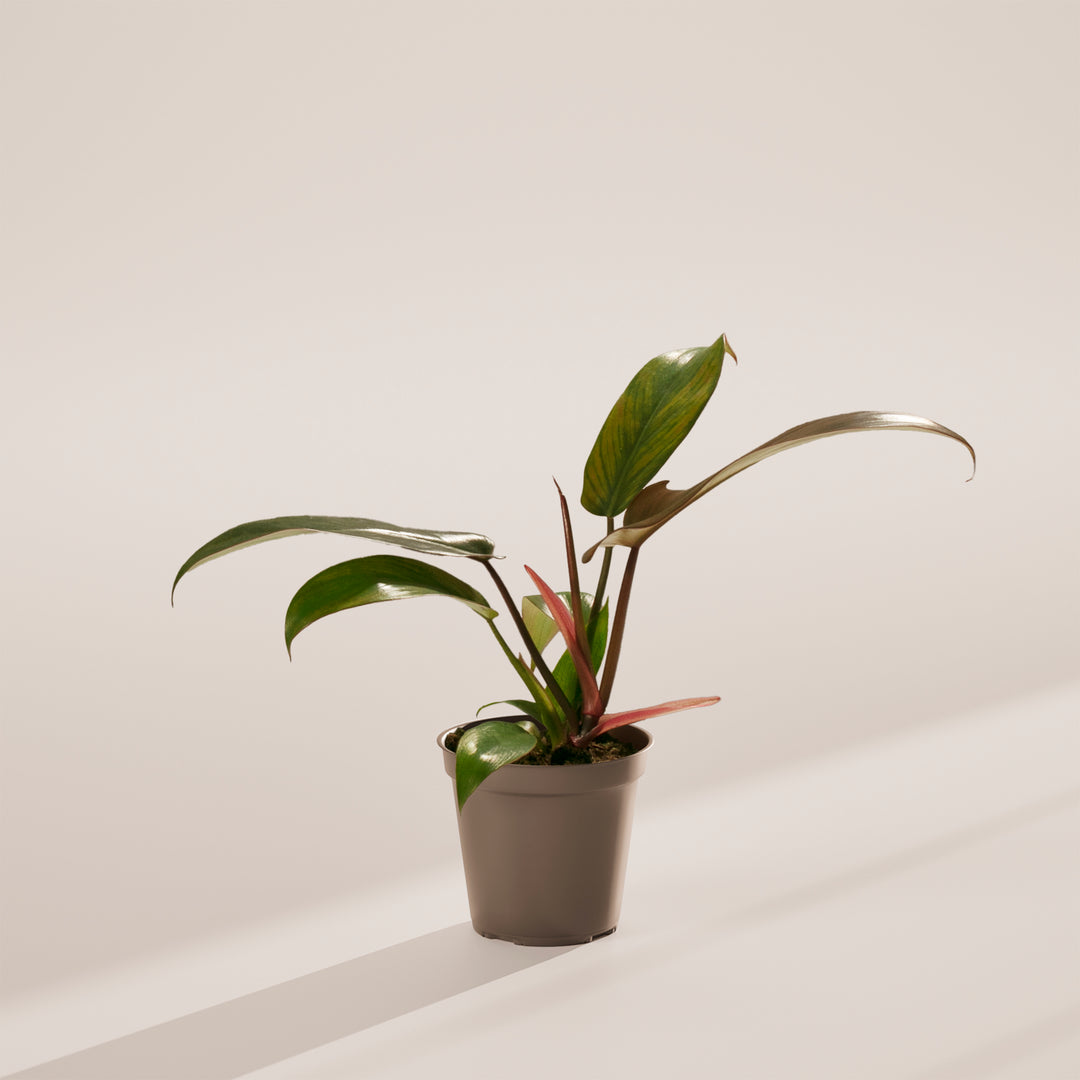 Philodendron 'Florida Bronze'