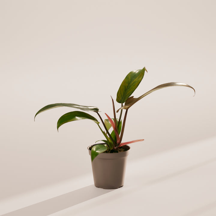 Philodendron 'Florida Bronze'
