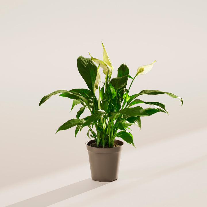 lowest temperature for peace lily Peace Lily (Spathiphyllum)