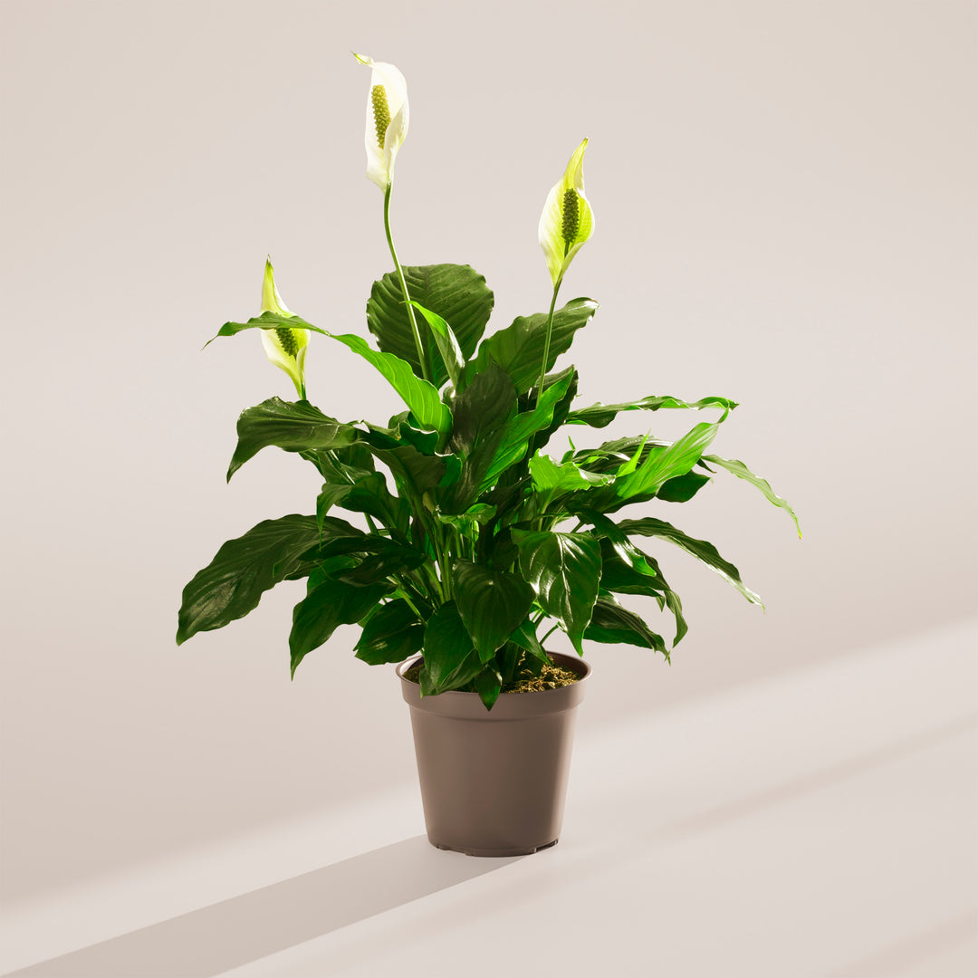 large peace lily near me Peace Lily | Indoor Plants for Sale