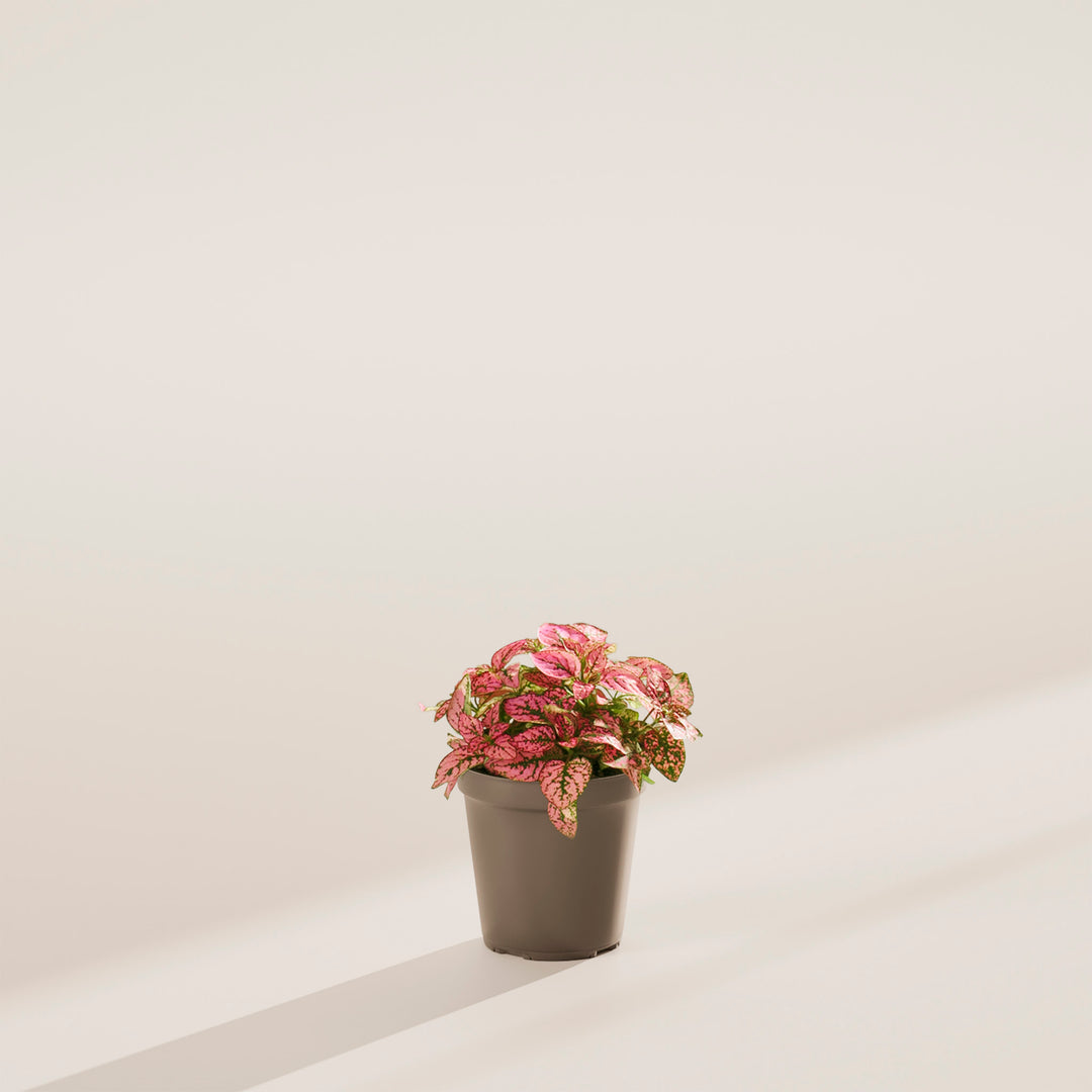 plant in pink pot Shop Pink Polka Dot Plant With Care Guide