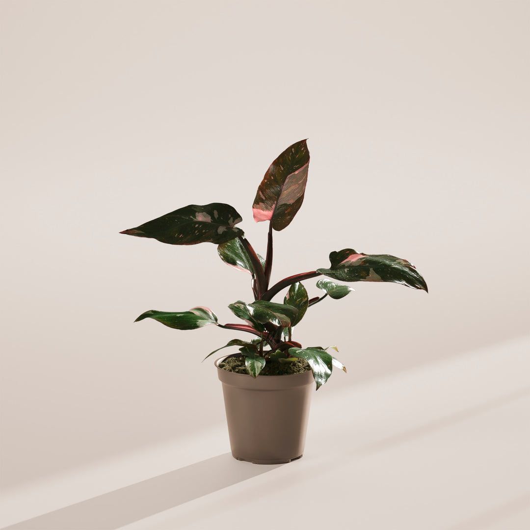 Philodendron Pink Princess