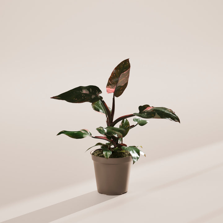 Philodendron Pink Princess