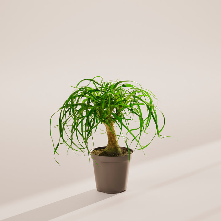 fertilizer for ponytail palm Ponytail Palm | Palm Trees For Sale