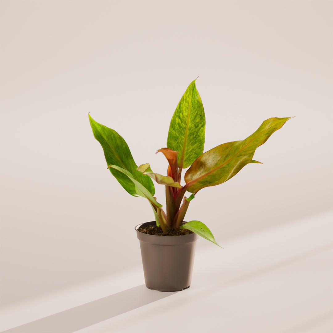 Philodendron 'Quad Color'