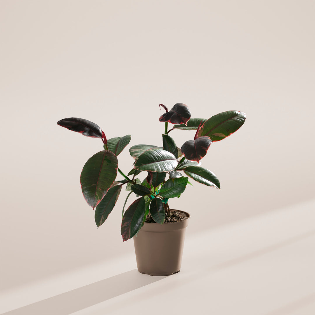 rubber tree succulent Ficus Elastica Ruby for Sale With Large Options & Care Guide Medium / Eco Pot / Earl Grey