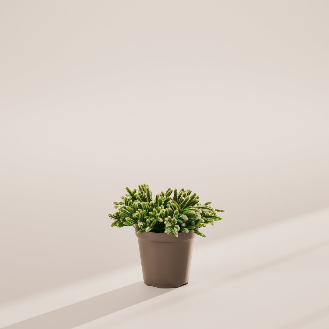 Mouse Tail Cactus