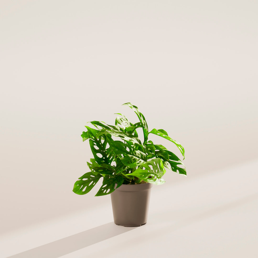 swiss cheese monsters Swiss Cheese Plant | Monstera Adansonii