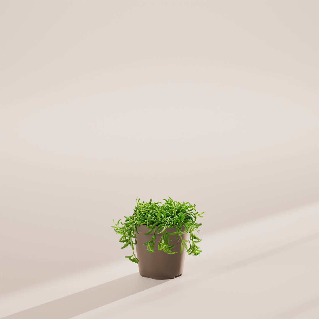 String of Bananas