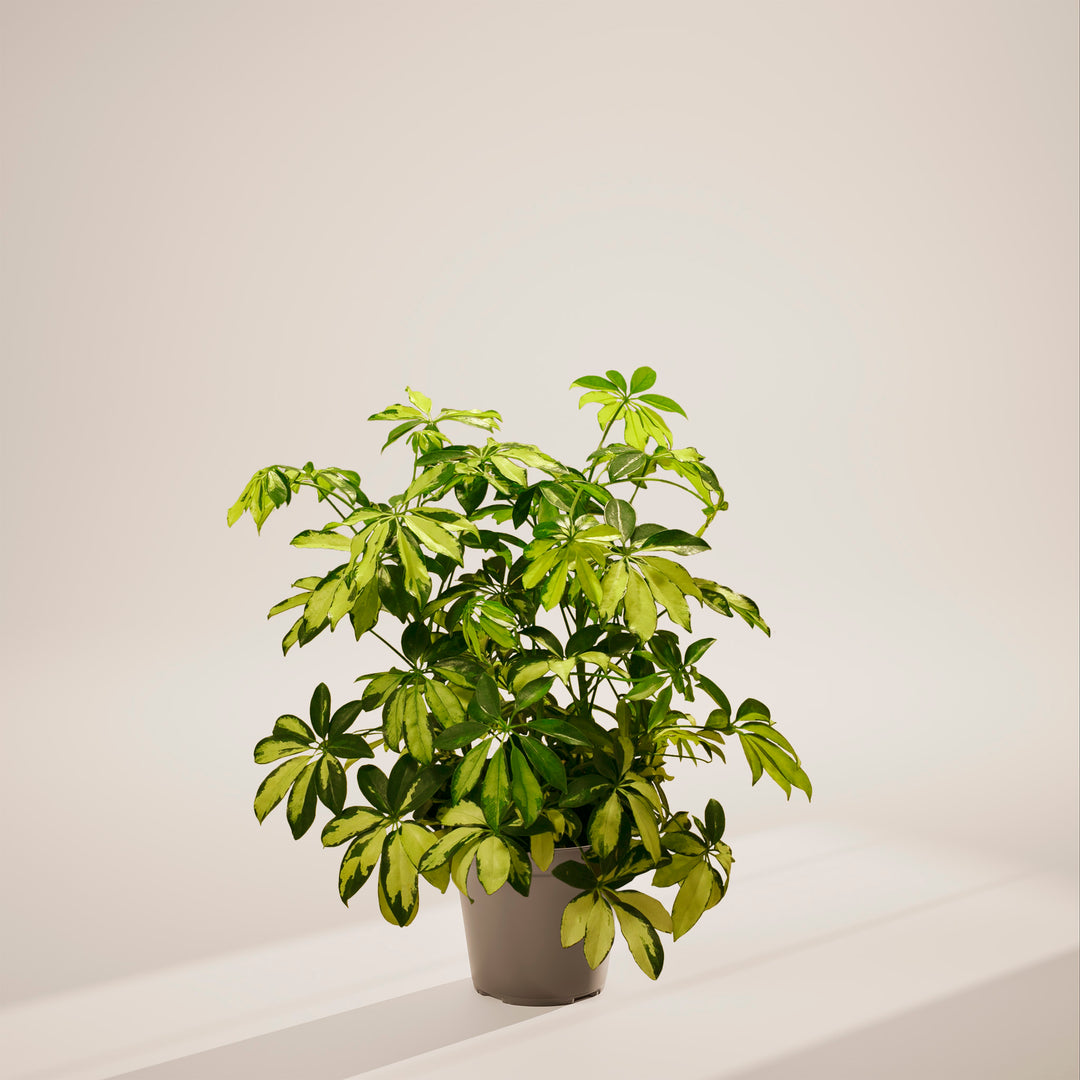 house plants umbrella plant Umbrella Tree | Schefflera Gold Capella