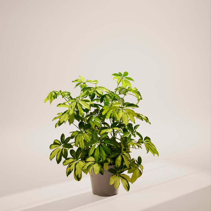 umbrella plant grow light Umbrella Tree | Schefflera Gold Capella