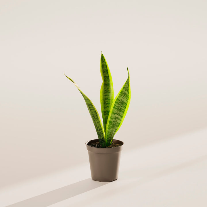 where to buy snake plant near me Sansevieria Laurentii For sale, Including Care Guide Medium / Eco Pot / Macadamia