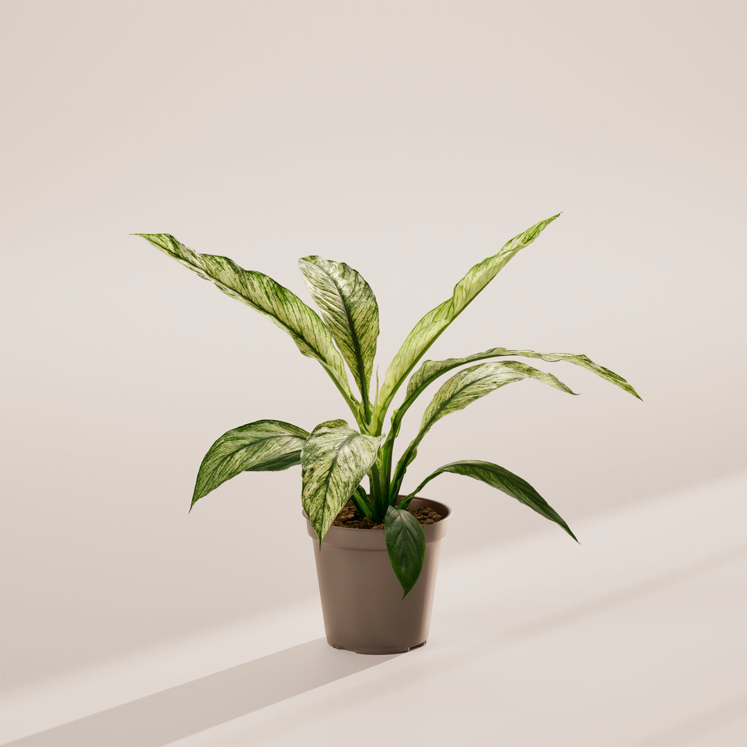 Spathiphyllum Sensation Variegated