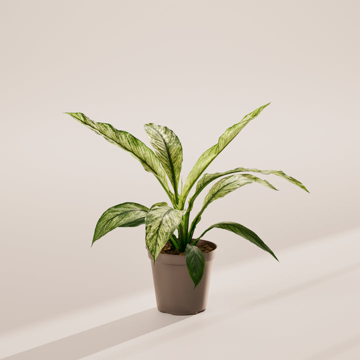 Spathiphyllum Sensation Variegated