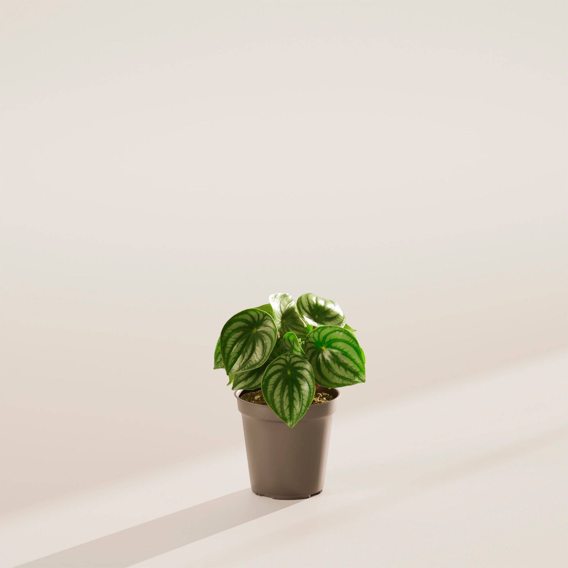 Watermelon Peperomia | Rare Plants