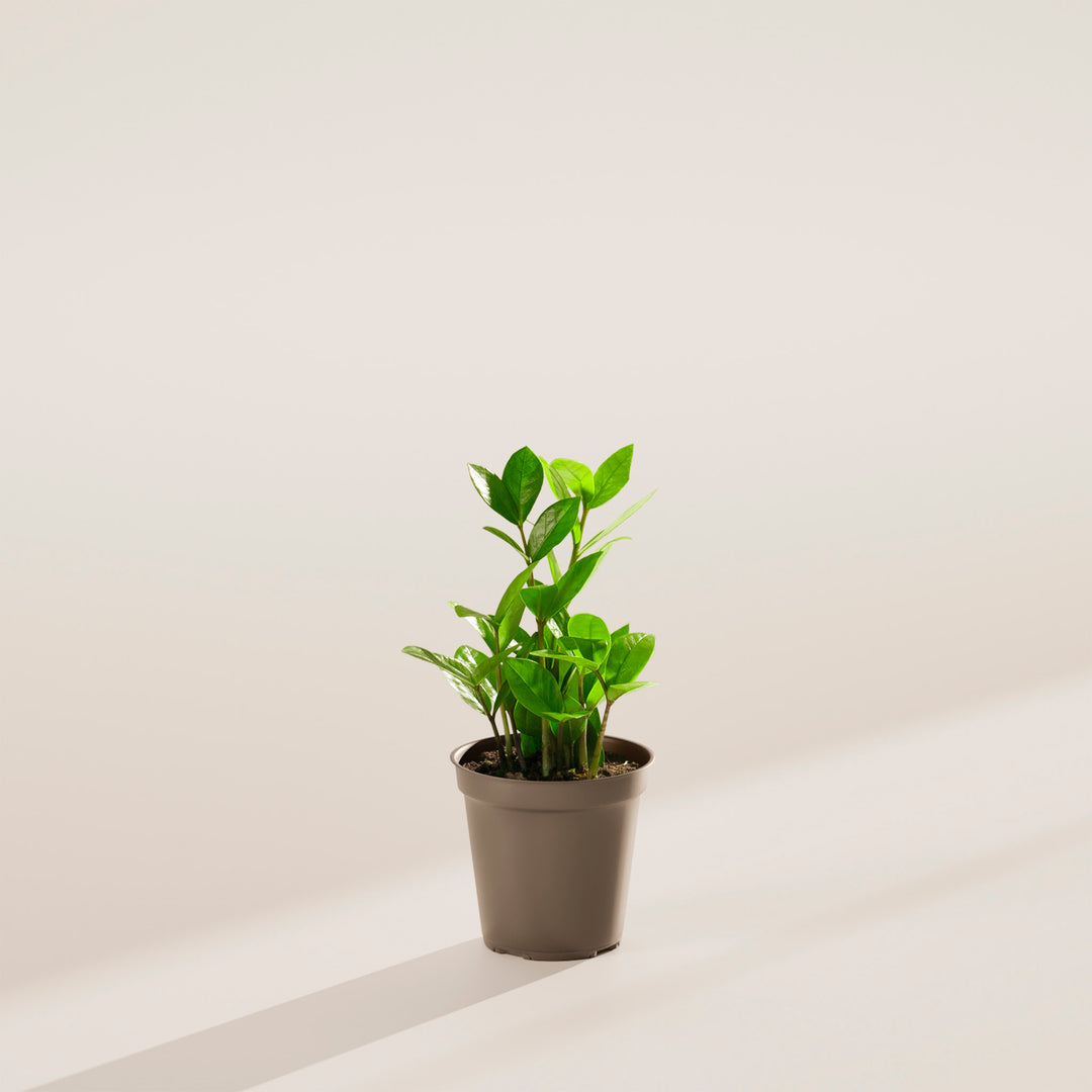 tiny zz plant ZZ Plant | Small, Medium & Large Options