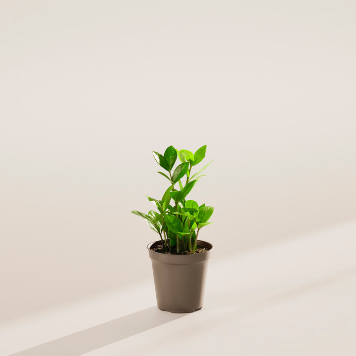 zz plant tubers ZZ Plant | Small, Medium & Large Options