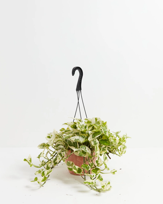 Pearls and Jade Pothos in terracotta hanging basket with trailing variegated green and white vines – easy care indoor hanging plant