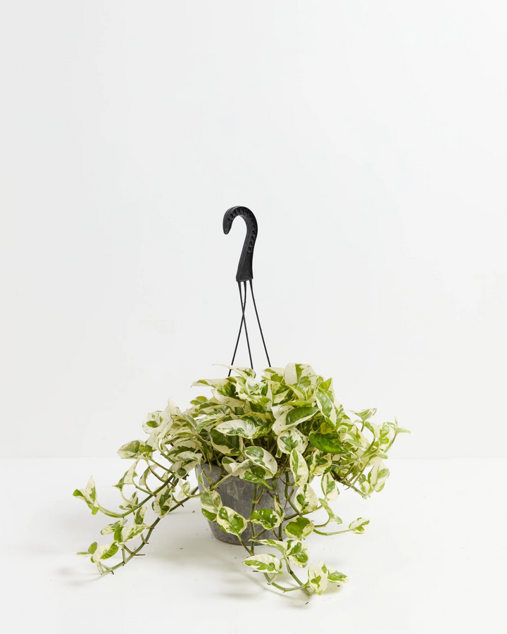 Pearls and Jade Pothos