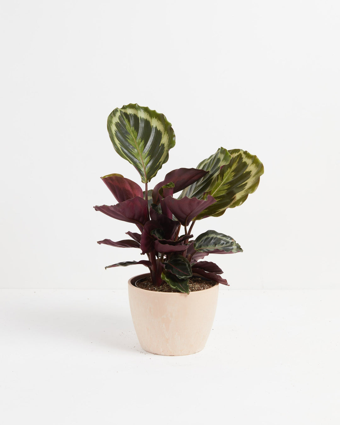 Calathea Medallion