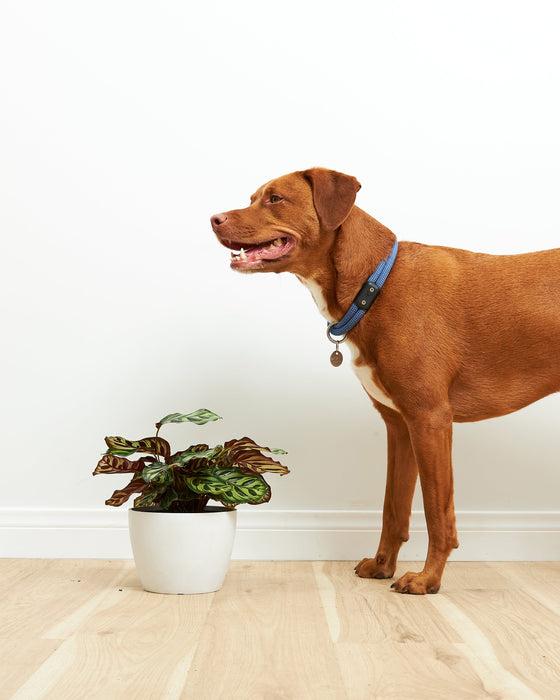 Calathea Medallion live indoor houseplant with striking patterned foliage, dark green leaves, and decorative tropical foliage in a white planter beside a dog
