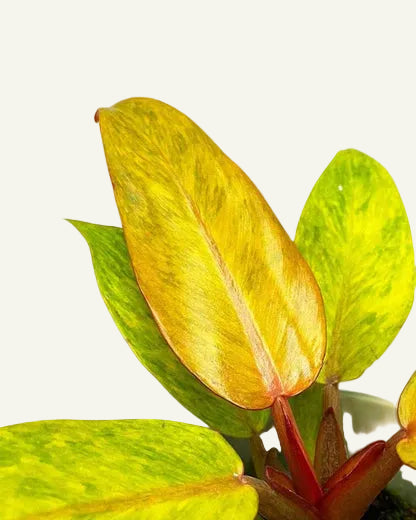 aquatic philodendron Philodendron Quad Color