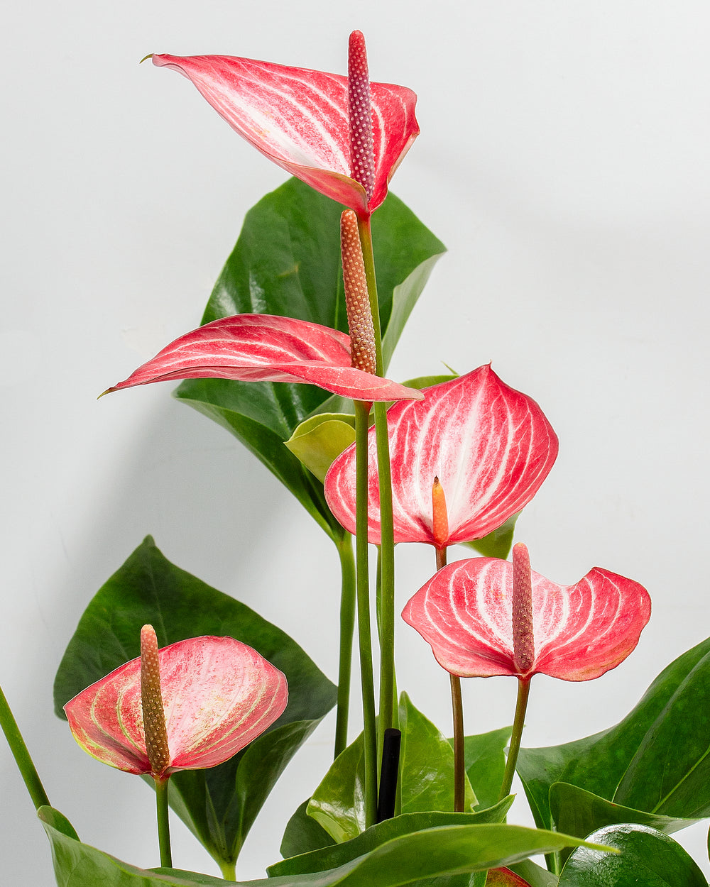 anthurium nymphaeifolium Anthurium 'Livium' | Valentine's Day Plants Delivered