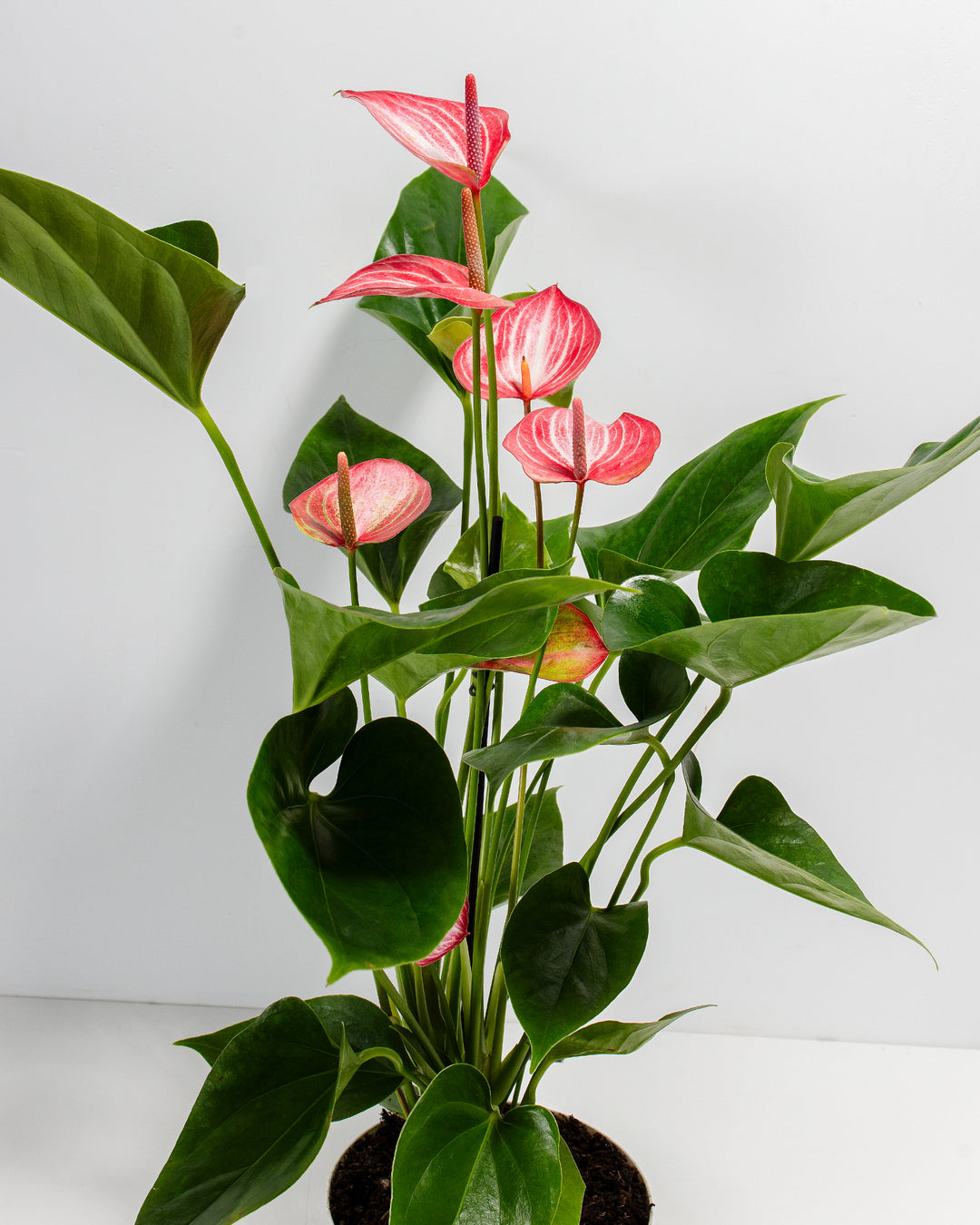 anthurium livium red Anthurium 'Livium' | Valentine's Day Plants Delivered